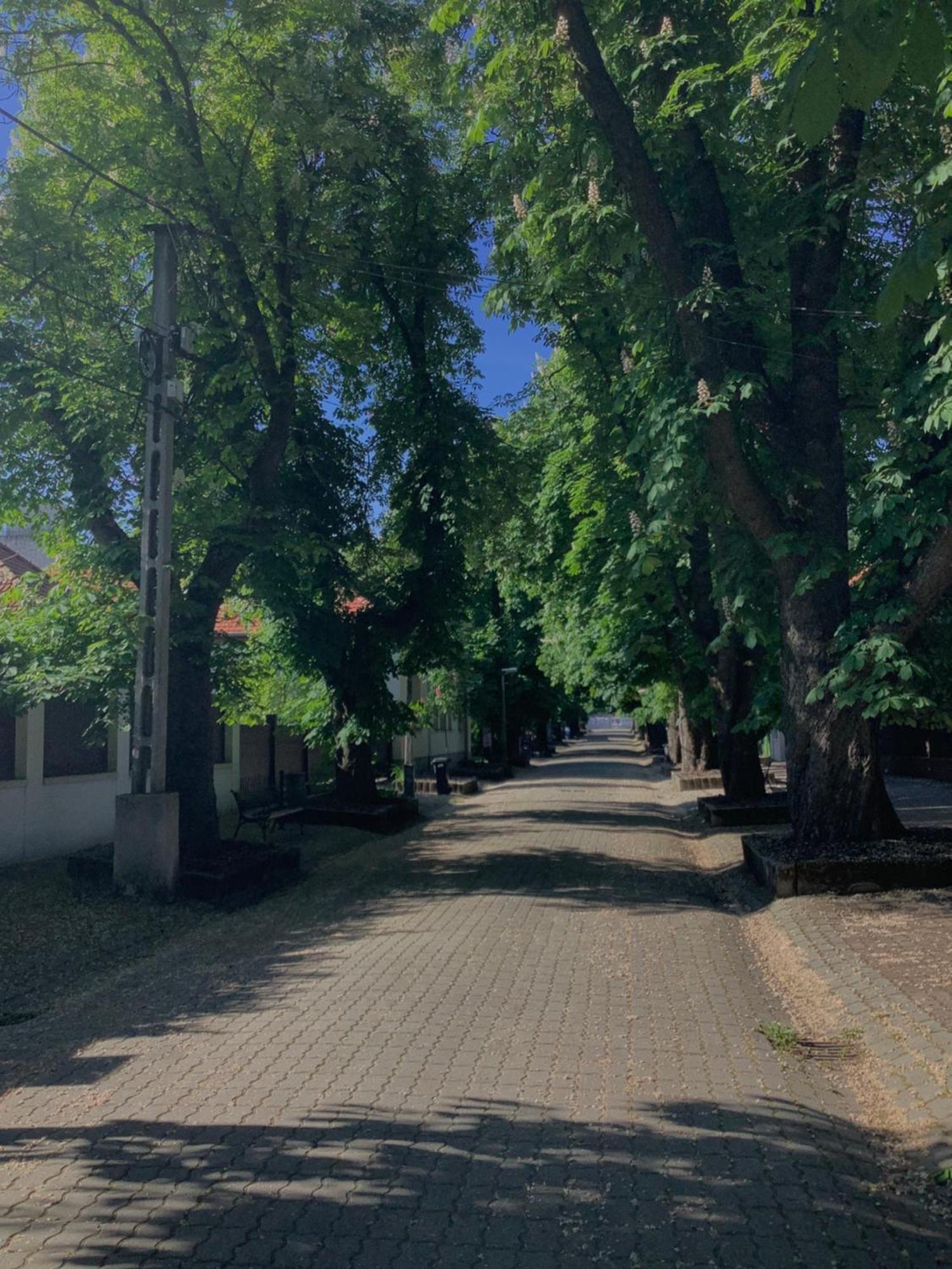 Magnolia Garden Daire Miskolc Dış mekan fotoğraf