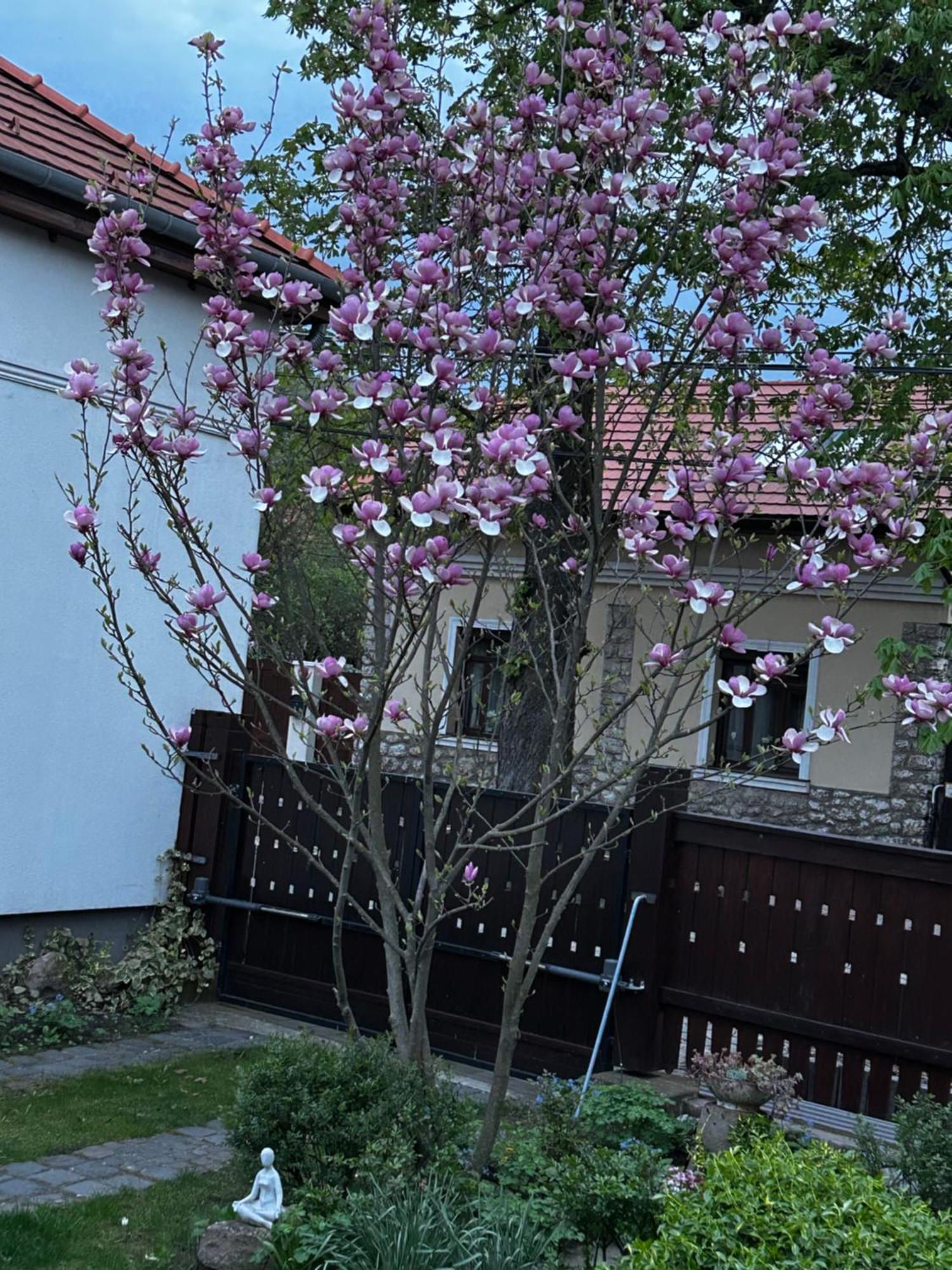 Magnolia Garden Daire Miskolc Dış mekan fotoğraf