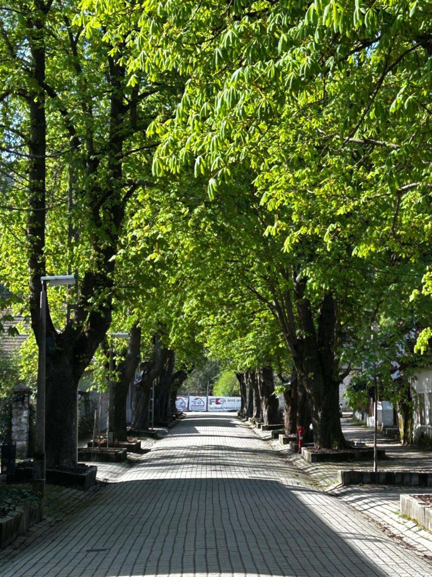Magnolia Garden Daire Miskolc Dış mekan fotoğraf